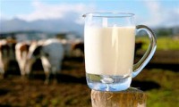 Φρέσκο πρόβειο γάλα από την Κίνηση Κτηνοτρόφων Ιωαννίνων 